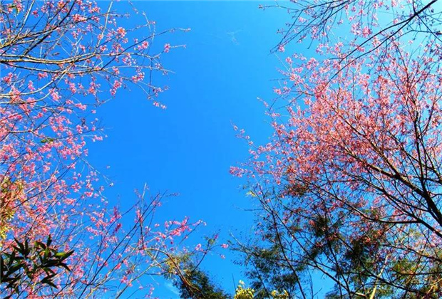 普洱旅游：普洱的樱花正盛开，映红了蓝天，映红了森林……